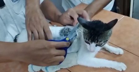 Охоронці в’язниці упіймали кота, який переносив наркотики: відео