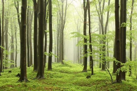 Вчені змогли підслухати “розмову” дерев і зробили неймовірне відкриття