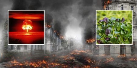 Овочі, які потрібно посадити в разі ядерної війни: тоді ви виживете