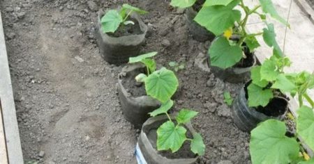 Як посадити огірки в пластикових пляшках: переваги методу і покрокова інструкція