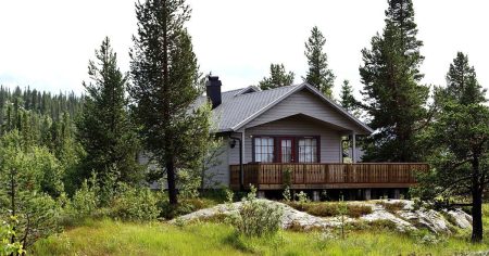 Ніколи не садіть біля свого дому ці дерева: вони притягують блискавку, неначе магнітом