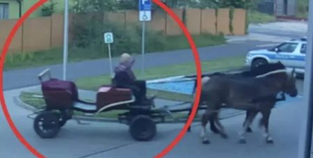 П’яний чоловік приїхав до поліції на коні, бо йому заборонили водити авто