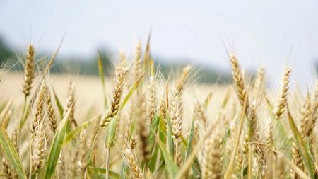До 80% врожаю під загрозою: в Україні шириться небезпечний шкідник