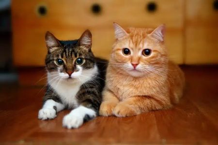 Чи дружать коти з іншими котами: експерти розповіли всю правду про характер тваринок