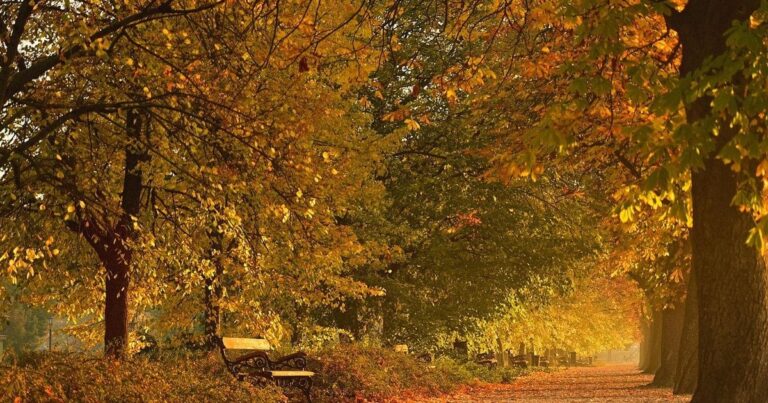 Якою буде погода у жовтні та коли очікувати заморозки: прогноз на місяць