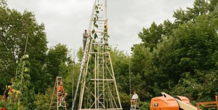 Українець виростив в США найбільший соняшник у світі (фото)