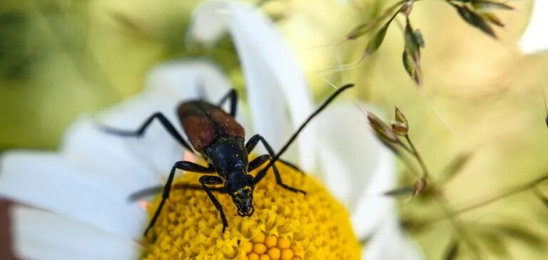 Навіть там, де нема людей: на Землі масово зникають комахи