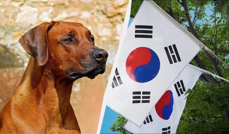 У шести країнах світу досі їдять собак: це не тільки Корея