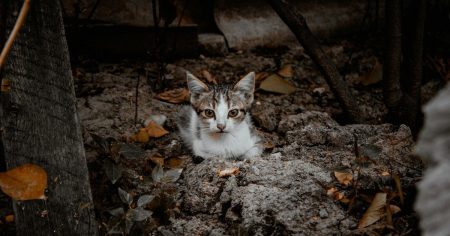 Якою буде погода 7 жовтня: тумани та дощі в Україні, синоптики попереджають про зміни