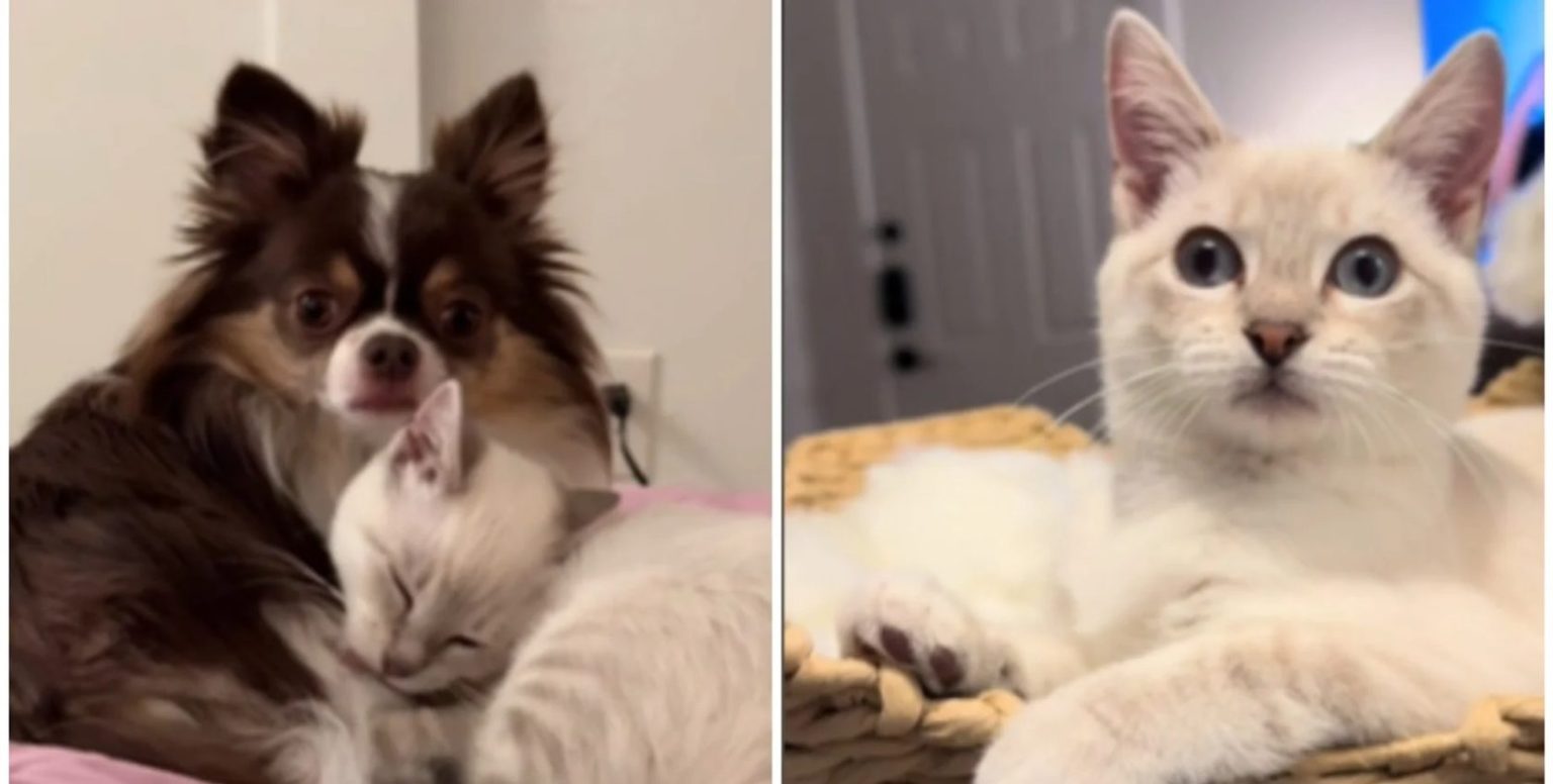 Витівки, як у чихуахуа: жінка показала кішку, яка виховувалася собакою (фото)