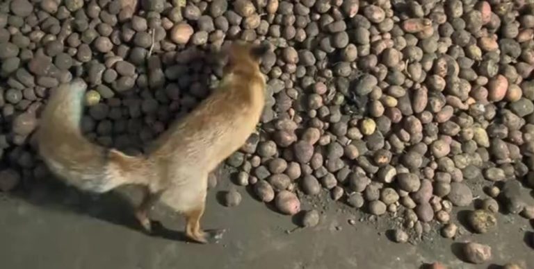 Українець знайшов неймовірний “сюрприз” в купі картоплі