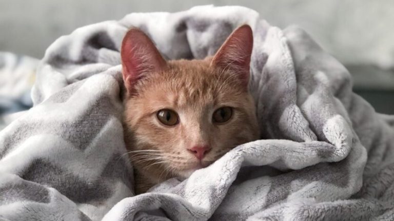 Україну накриє негода: де чекати дощів, снігу та сильного вітру