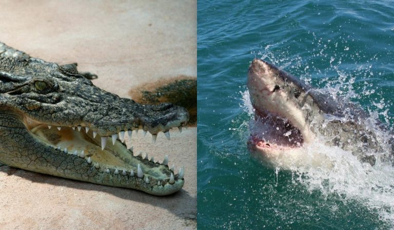 У якої тварини найсильніший укус: учені поставили крапку в питанні