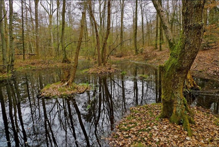 У Швейцарії в болоті знайшли кельтські золоті монети, яким понад 2000 років