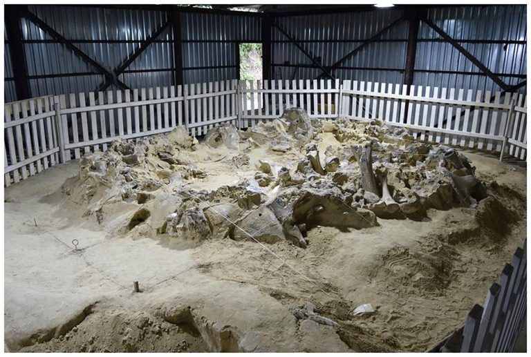 Люди на території України змогли пережити льодовиковий період завдяки мамонтам