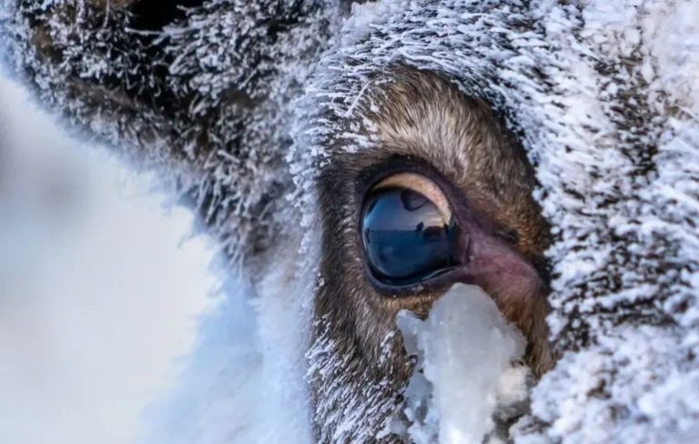 Очі північних оленів неймовірним чином змінюються взимку: що відбувається