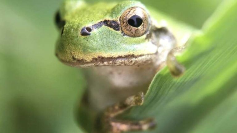 Одна жаба проти раку: вчені відкрили бактерію, що знищує пухлини за одну дозу