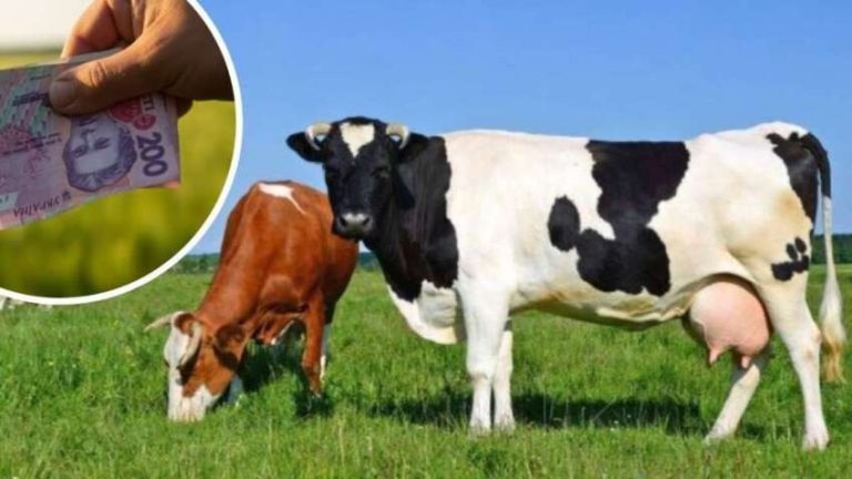 Гроші за гектар і худобу: фермерам пообіцяли нові дотації у 2026 році