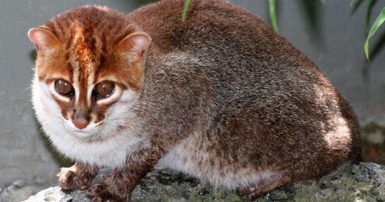 Рідкісний хижак, що зник на 30 років, був спійманий у тайських джунглях