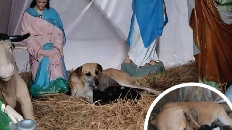 Собака в Мексиці обрала вертеп для народження цуценят – Різдво стало по-справжньому чарівним