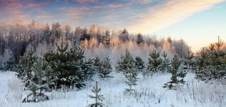 Яке свято відзначають 10 грудня: все про цей день