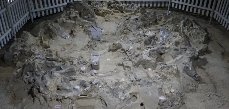 В Україні 18 тисяч років тому будували оселі із кісток мамонта: що дізналися вчені. Фото