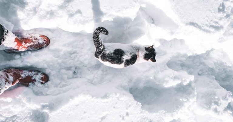 Україну накриє нова хвиля холоду: метеорологиня назвала дати