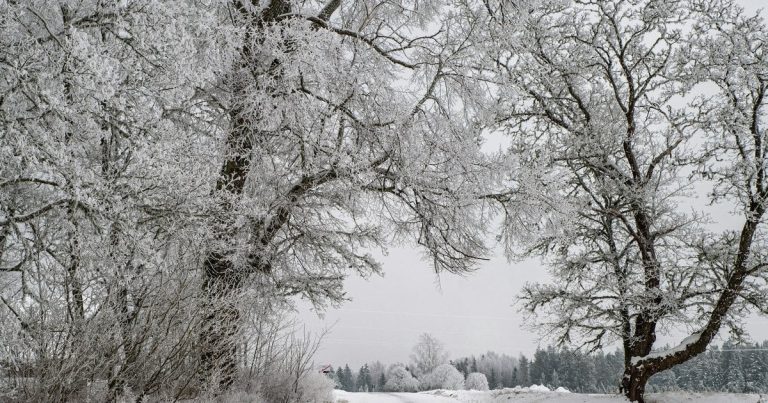 Морози посилюються: прогноз погоди в Україні на вихідні