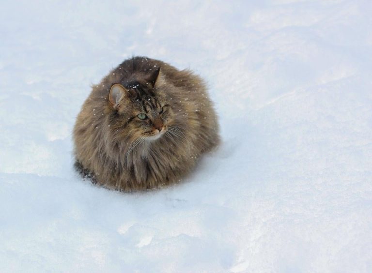 Морози тривають: 18 січня зима в Україні і не думає слабшати