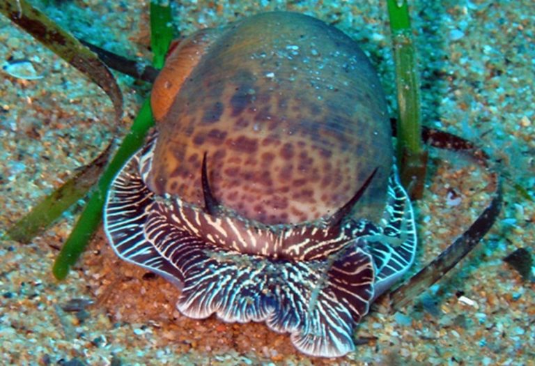 Терплячі вбивці: ці молюски просвердлюють “домівки” своїх жертв і перетворюють їх на суп