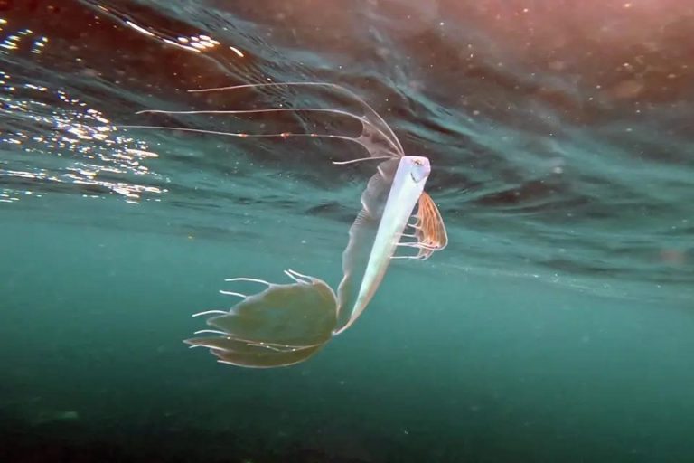 Біля узбережжя США “засвітилась” рідкісна “риба Судного дня” (фото)