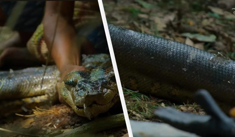 Вчені знайшли новий вид гігантських анаконд в Амазонії