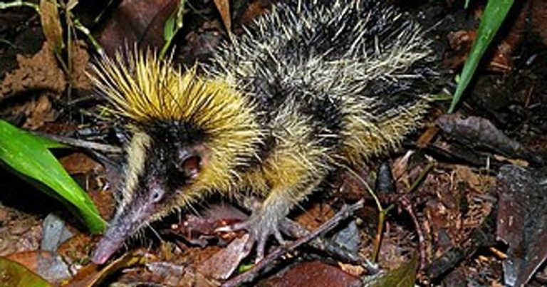 Суміш дикобраза, їжака та бджоли: дивна тварина Мадагаскару приголомшила Мережу