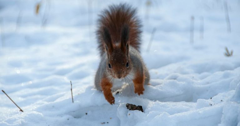 Потужний циклон розділить Україну: де будуть хуртовини і ожеледиця, а де – дощ і +12°