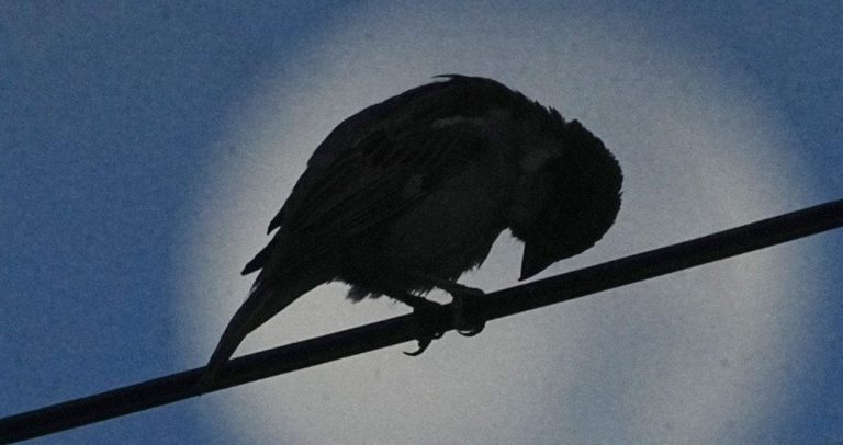 Чому птахи так голосно співають на світанку