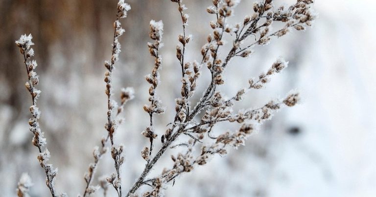 Погода на 25 січня: синоптики оновили прогноз
