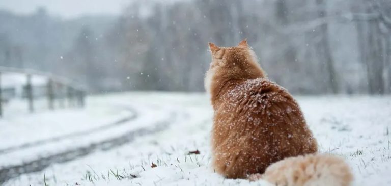 В Україну увірветься “арктичний” холод: коли і де вдарить до 25 градусів морозу