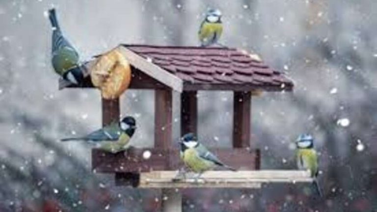 Сніг засипає міста, а птахи голодують: чим терміново наповнити годівниці, щоб врятувати їх узимку