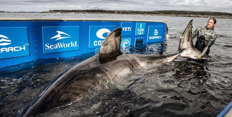 Найбільша біла акула повернулася до США: вчені розкривають небезпечні таємниці океану