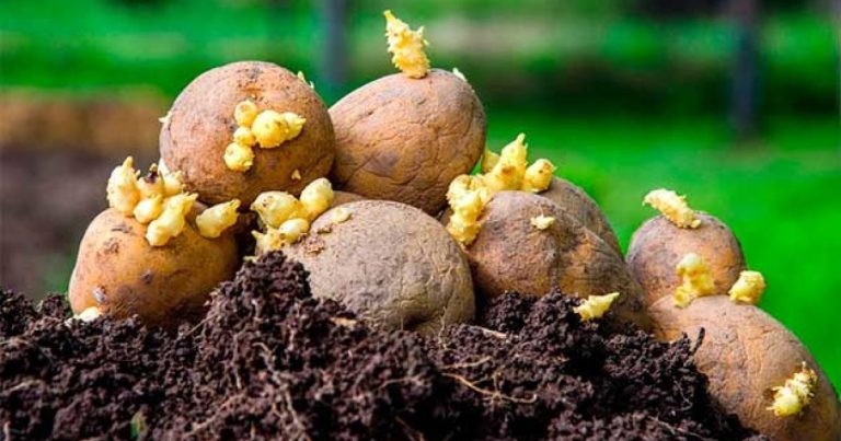 Усім у кого є дача чи город: тільки без нервів, що вже потрібно зробити з посадковою картоплею