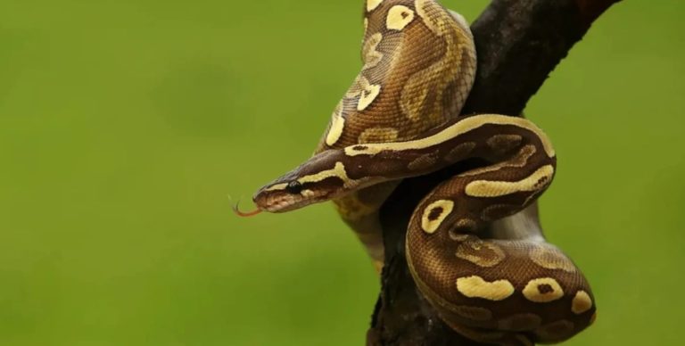 Деякі змії можуть обходитися без їжі цілий рік: учені з’ясували, як їм це вдається