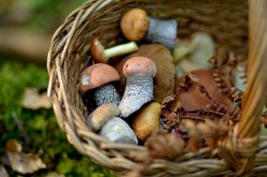 Гриби можуть зіпсуватися ще дорогою з лісу: чому їх не варто складати в пакет Збирання грибів / © unsplash.com